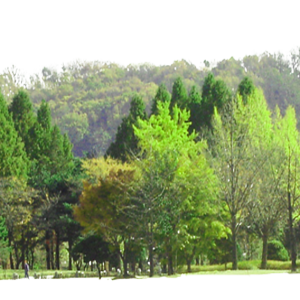 Forest PNG