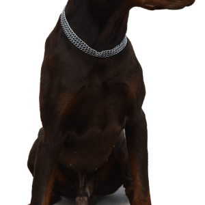 Dog PNG