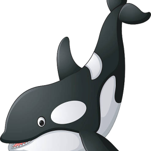 Killer whale PNG