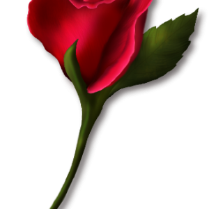 Rose PNG