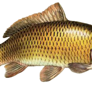 Fish PNG