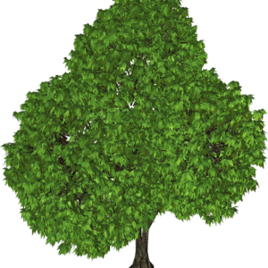 tree PNG