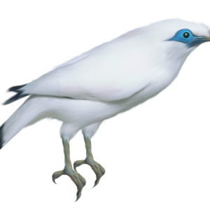 Bird PNG