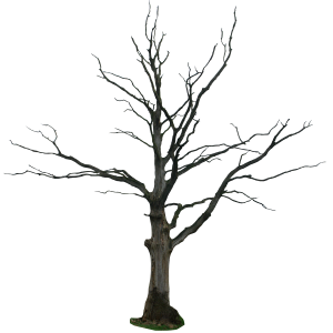 tree PNG