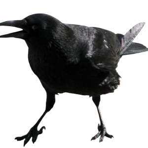 Crow PNG image