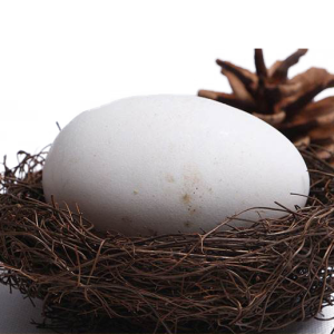 Nest PNG