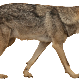 Jackal, coyote PNG