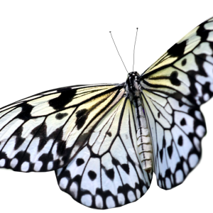 Butterfly PNG image