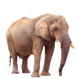 Elephant PNG