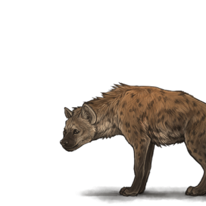 Hyena PNG