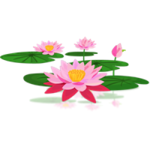 Lotus flower PNG