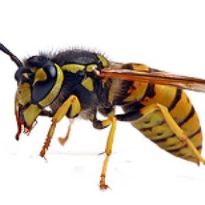 Wasp PNG