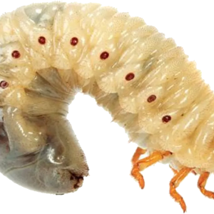 Maggot PNG