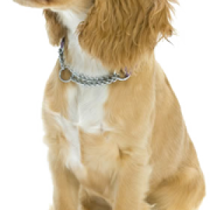 dog PNG image