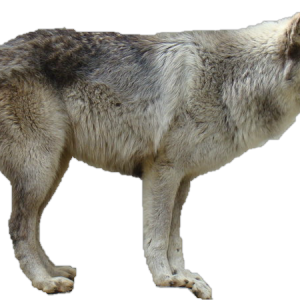 Wolf PNG