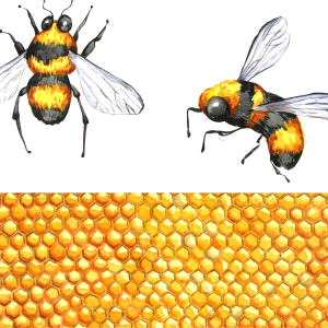 Honey PNG