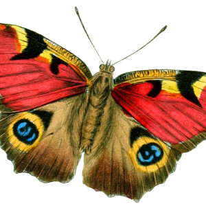 Butterfly PNG image