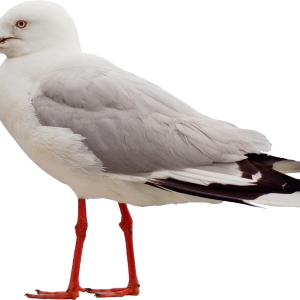 Gull PNG