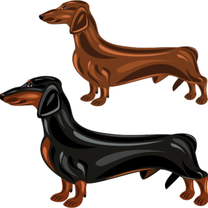 Dachshund PNG