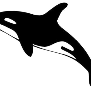 Killer whale PNG