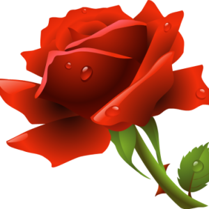 Rose PNG
