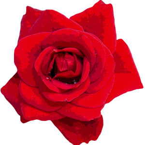 Rose PNG