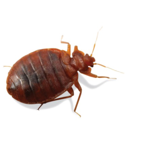 Bed bug PNG