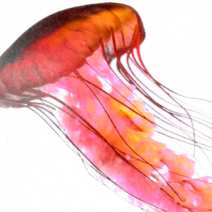Jellyfish PNG