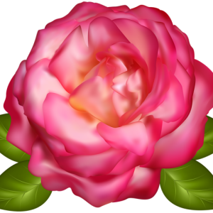 Rose PNG