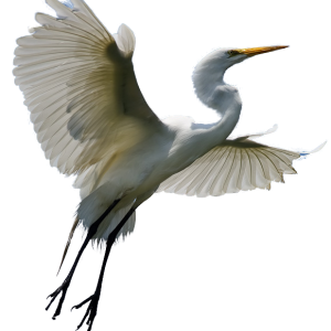Heron PNG