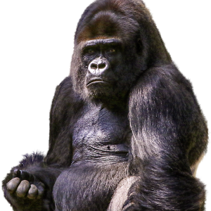 Gorilla PNG