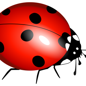 ladybug PNG image