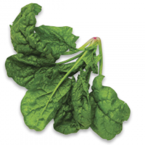 Spinach PNG