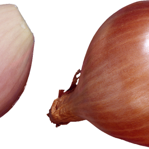 Onion PNG