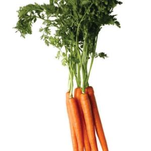 Carrot PNG image