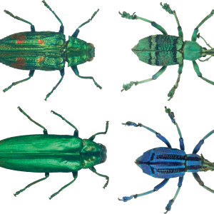 bug PNG image