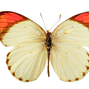 Butterfly PNG image