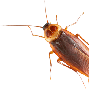 Roach PNG
