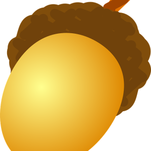 Acorn PNG image