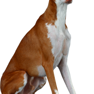 Dog PNG