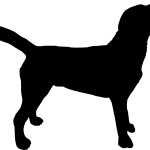 Labrador Retriever PNG