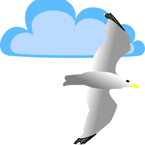 Gull PNG