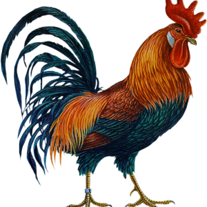 Cock PNG