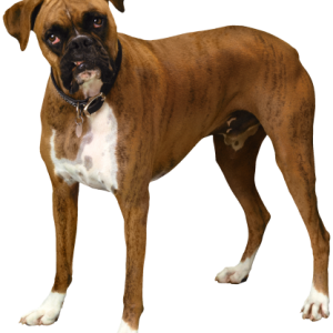 Dog PNG