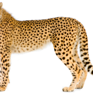 Cheetah PNG