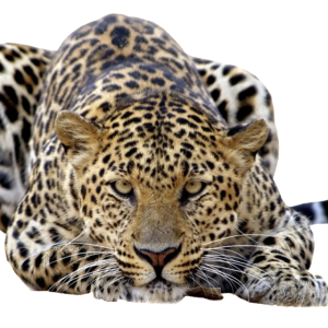 Leopard PNG