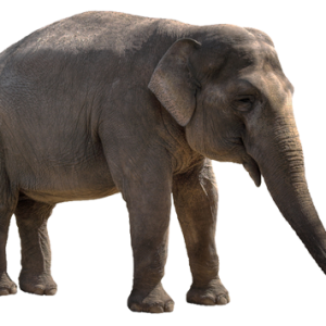Elephant PNG
