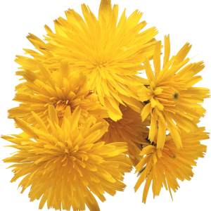 Dandelion PNG