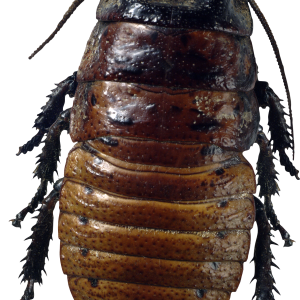 Roach PNG