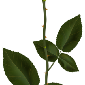 Rose PNG